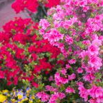 ツツジ　240425 (1 - 1)